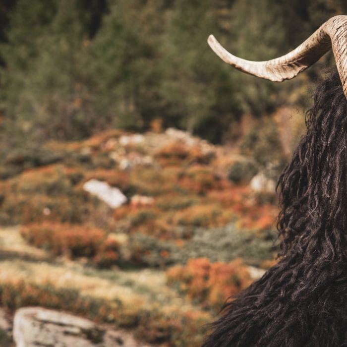 FOTOSHOOTING KRAMPUS 2026